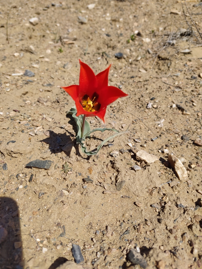 Изображение особи Tulipa korolkowii.