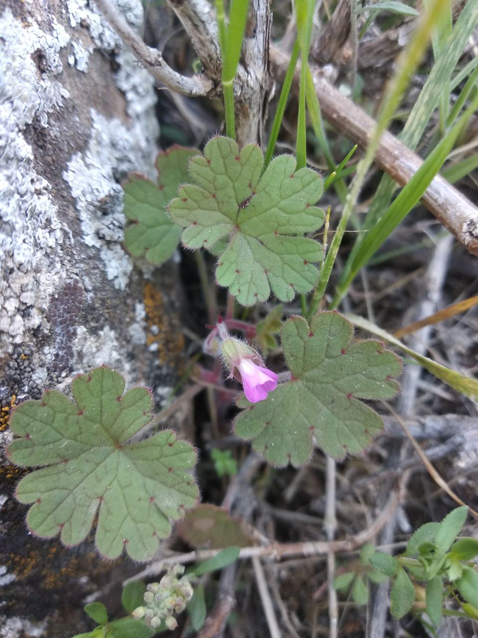 Изображение особи Geranium pusillum.