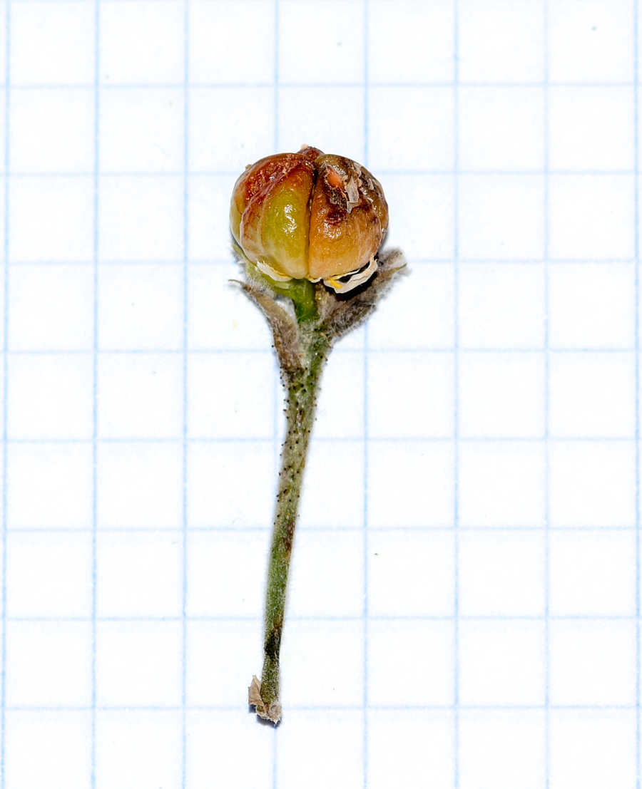 Image of Biebersteinia multifida specimen.