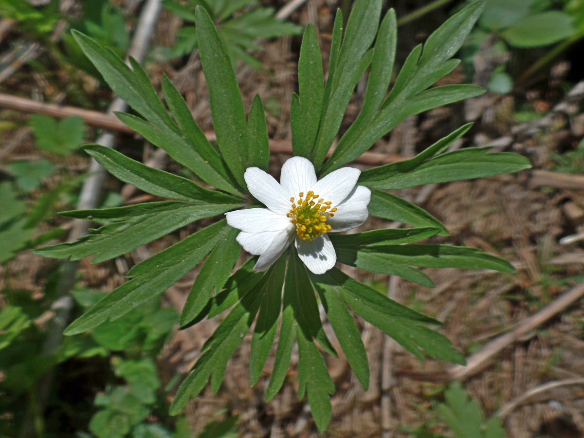 Image of Anemone caerulea specimen.
