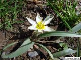 Tulipa turkestanica