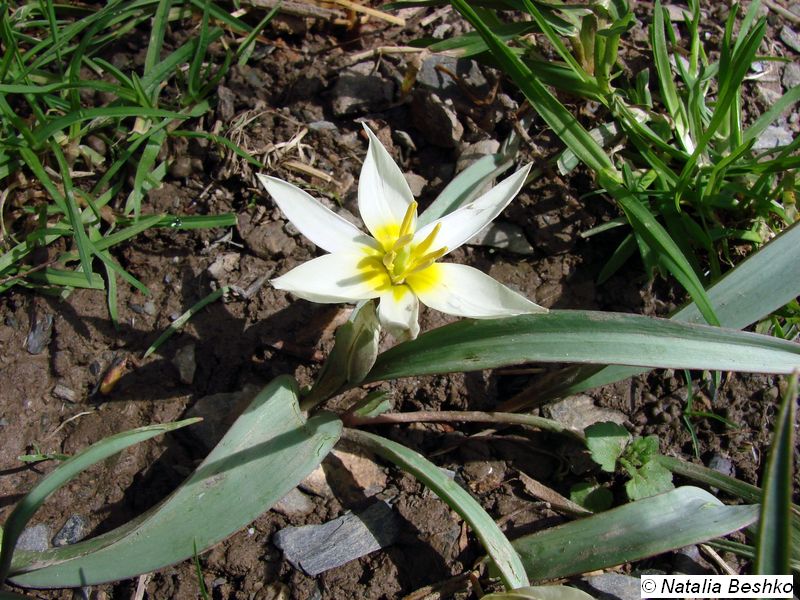 Изображение особи Tulipa turkestanica.