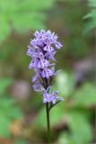 Dactylorhiza fuchsii. Соцветие. Мурманская обл., Кандалакшский р-н, северный склон Ивановой горы, зеленомошный хвойный лес (Picea, Pinus) с участием Betula. 21.07.2020.