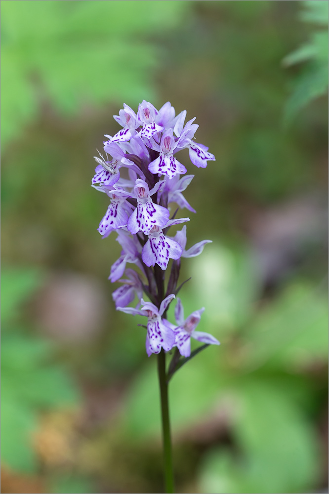 Image of Dactylorhiza fuchsii specimen.