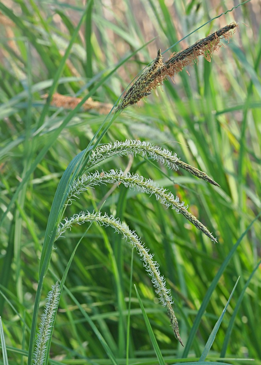 Изображение особи Carex acuta.