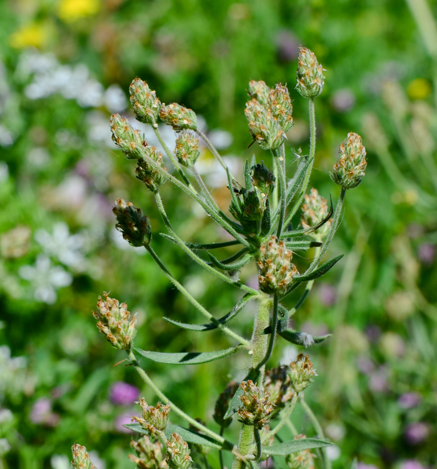 Изображение особи Plantago afra.