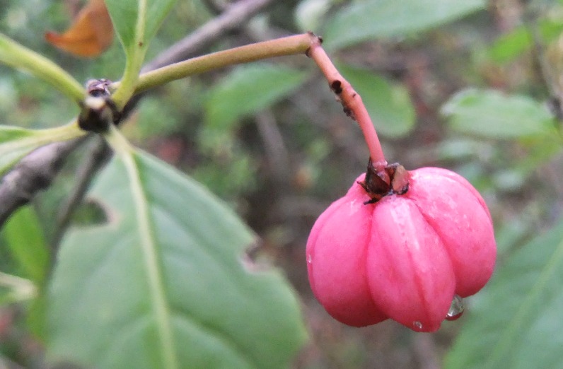 Image of Euonymus europaeus specimen.