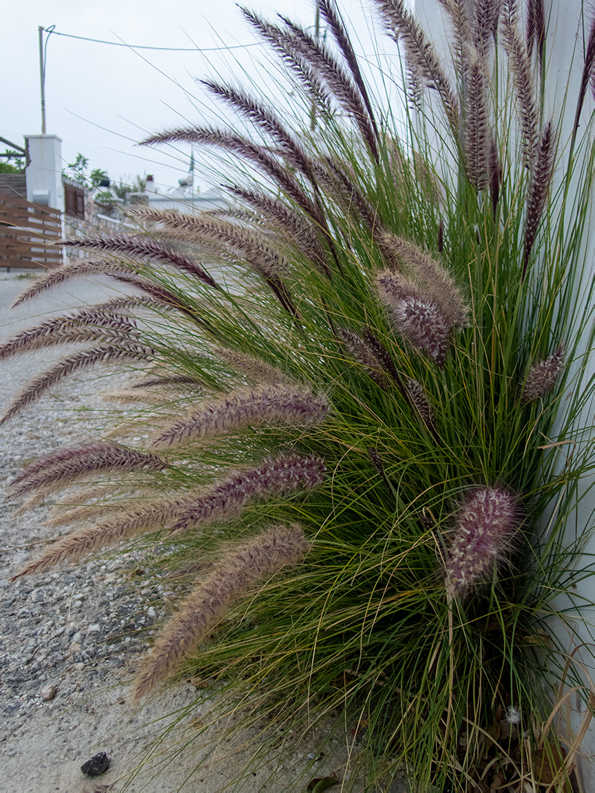 Image of Pennisetum setaceum specimen.