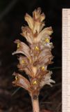 genus Orobanche