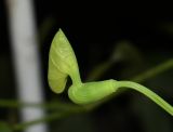 Aristolochia gigantea