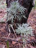 Artemisia sericea