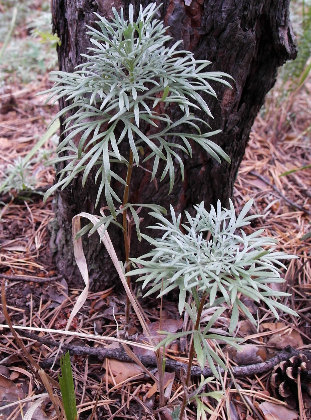 Изображение особи Artemisia sericea.