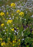 Sisymbrium loeselii