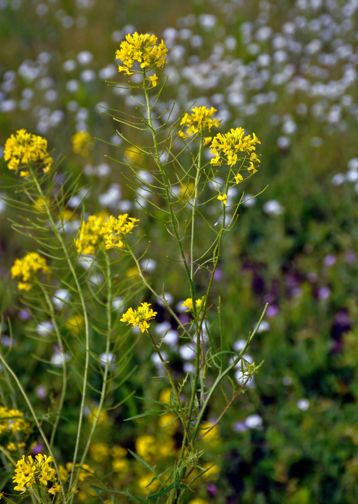 Image of Sisymbrium loeselii specimen.