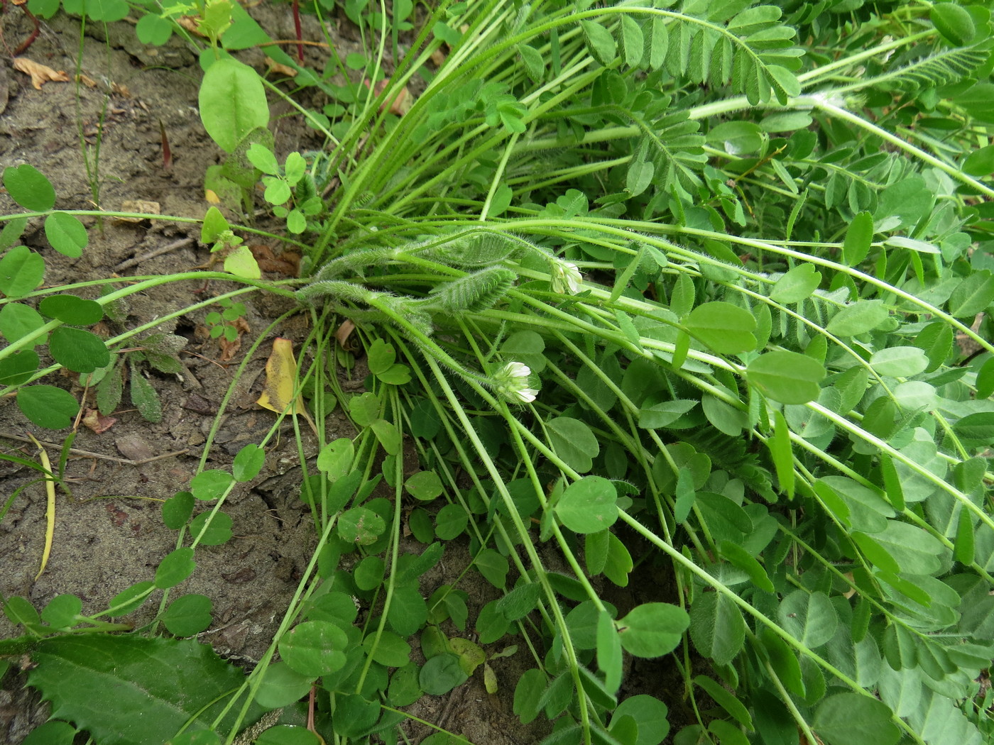 Изображение особи Astragalus contortuplicatus.