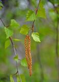 Betula pendula. Верхушка ветви с мужскими соцветиями. Самарская обл., Ставропольский р-н, окр. с. Ширяево, гора Попова, опушка смешанного леса. 02.05.2021.