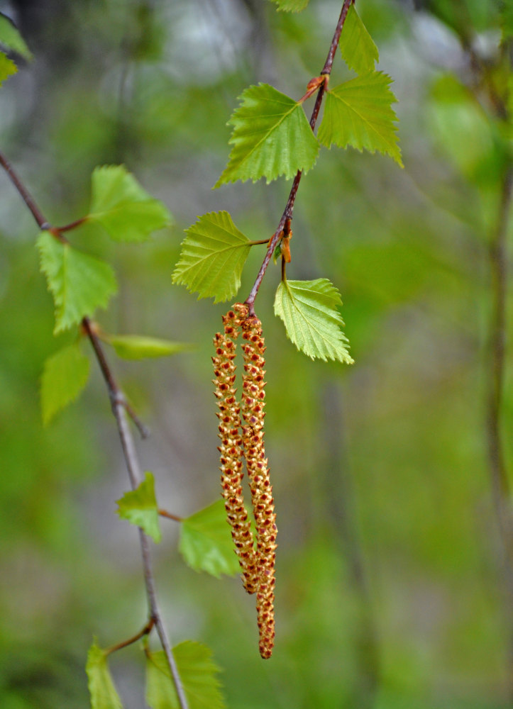 Изображение особи Betula pendula.