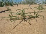 Salsola paulsenii