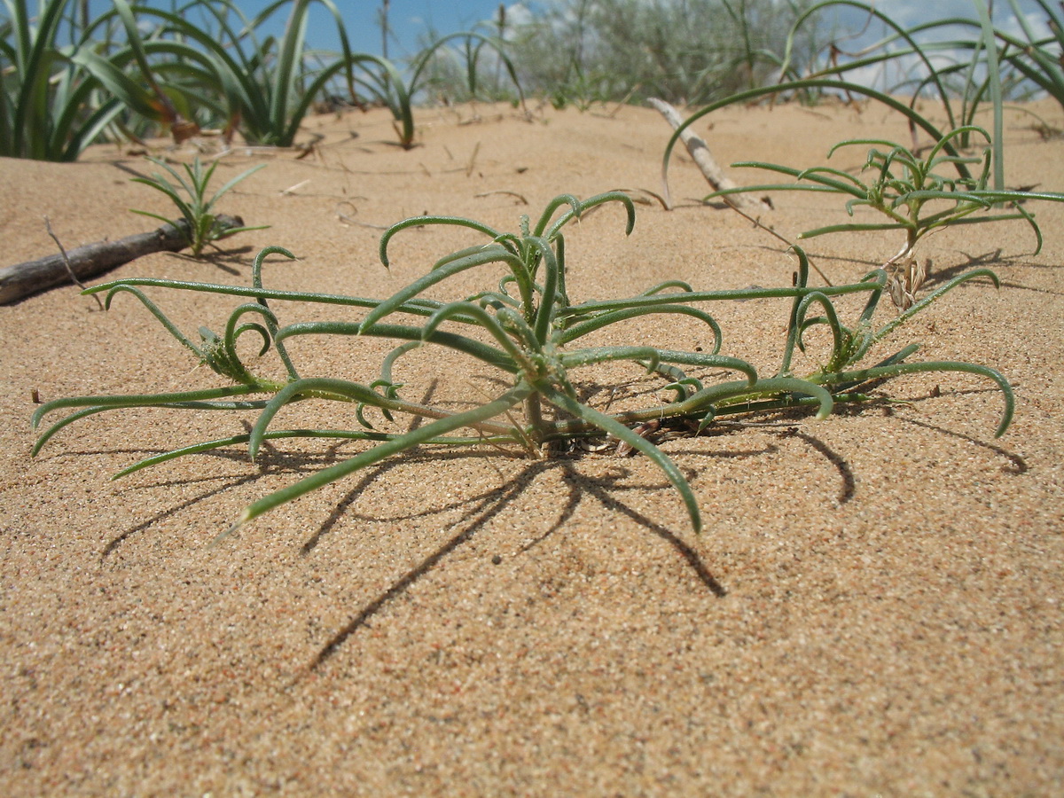 Изображение особи Salsola paulsenii.