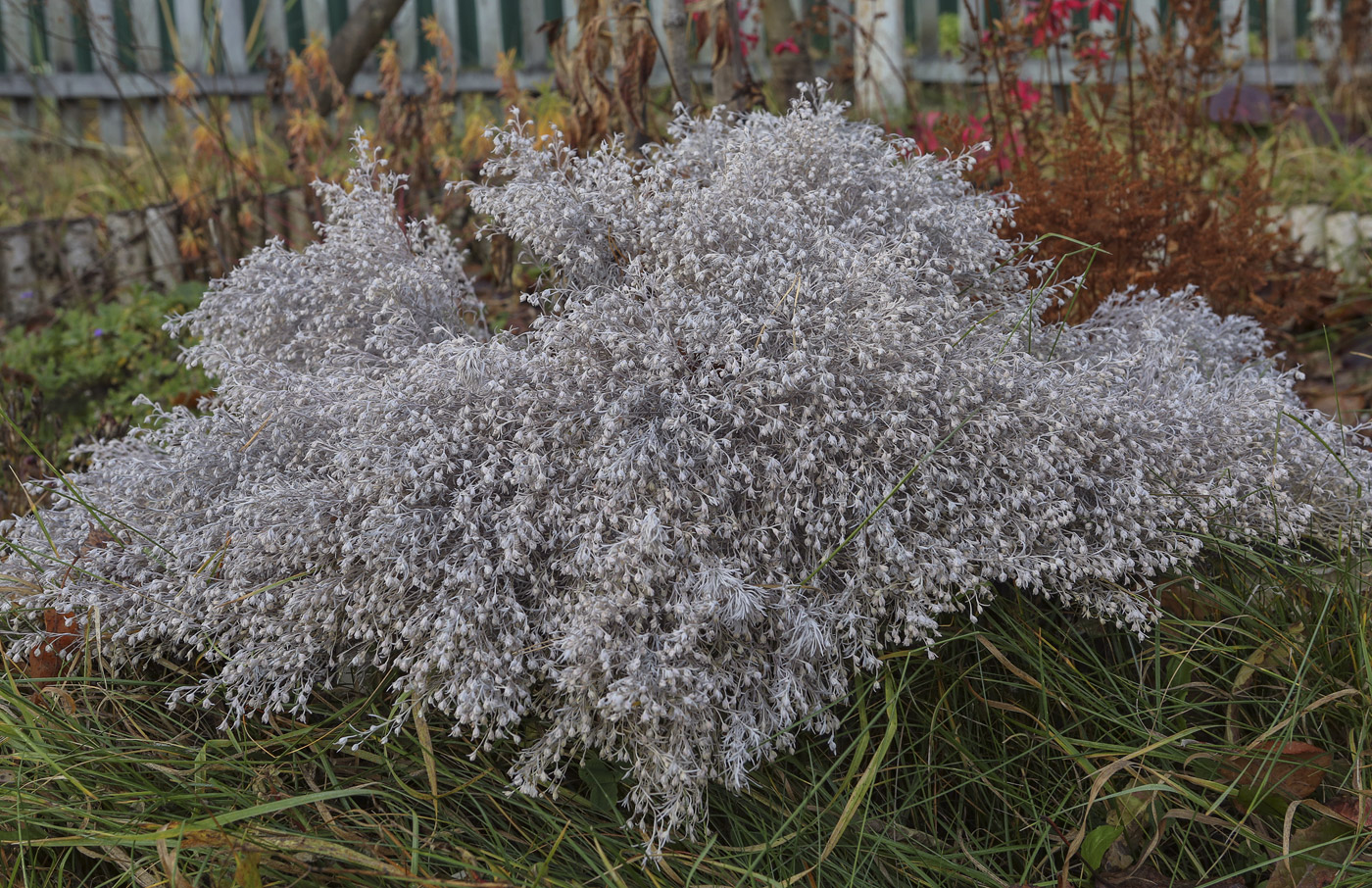 Image of genus Artemisia specimen.