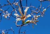 Ceiba insignis. Цветущий и отцветший цветки. Израиль, г. Бат-Ям, в культуре. 09.11.2021.