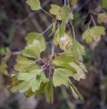 Ribes aureum