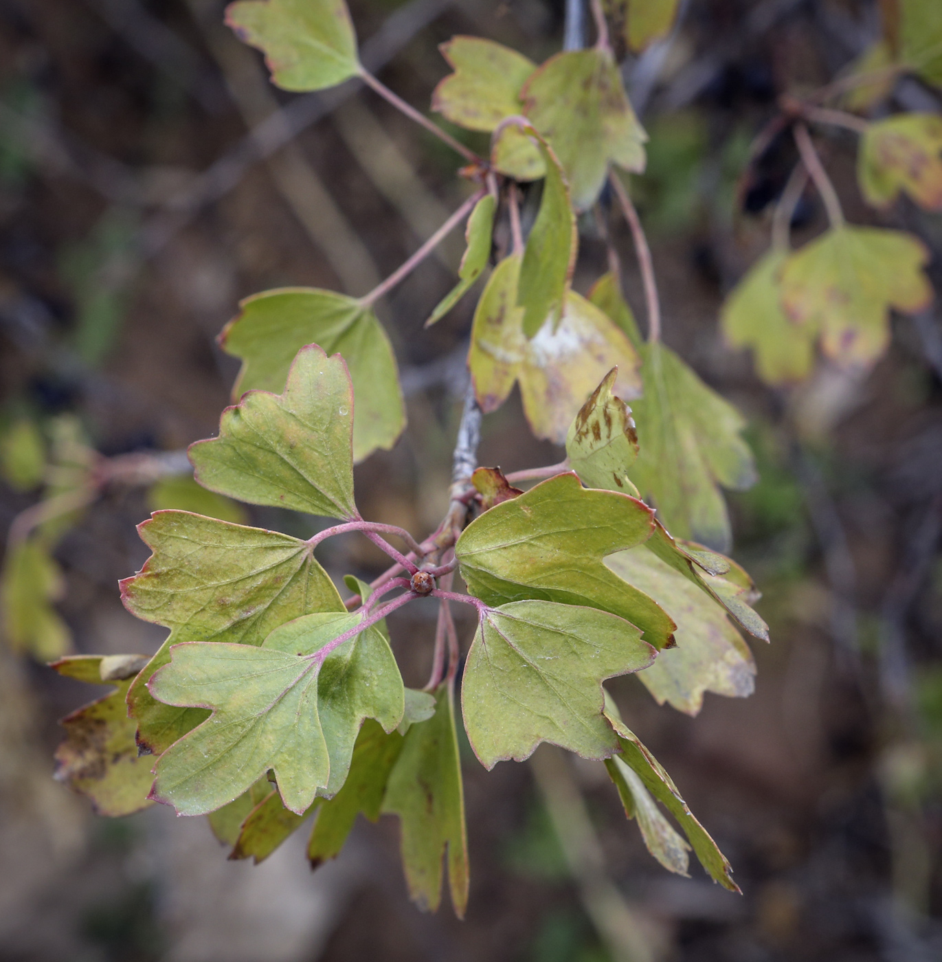 Изображение особи Ribes aureum.