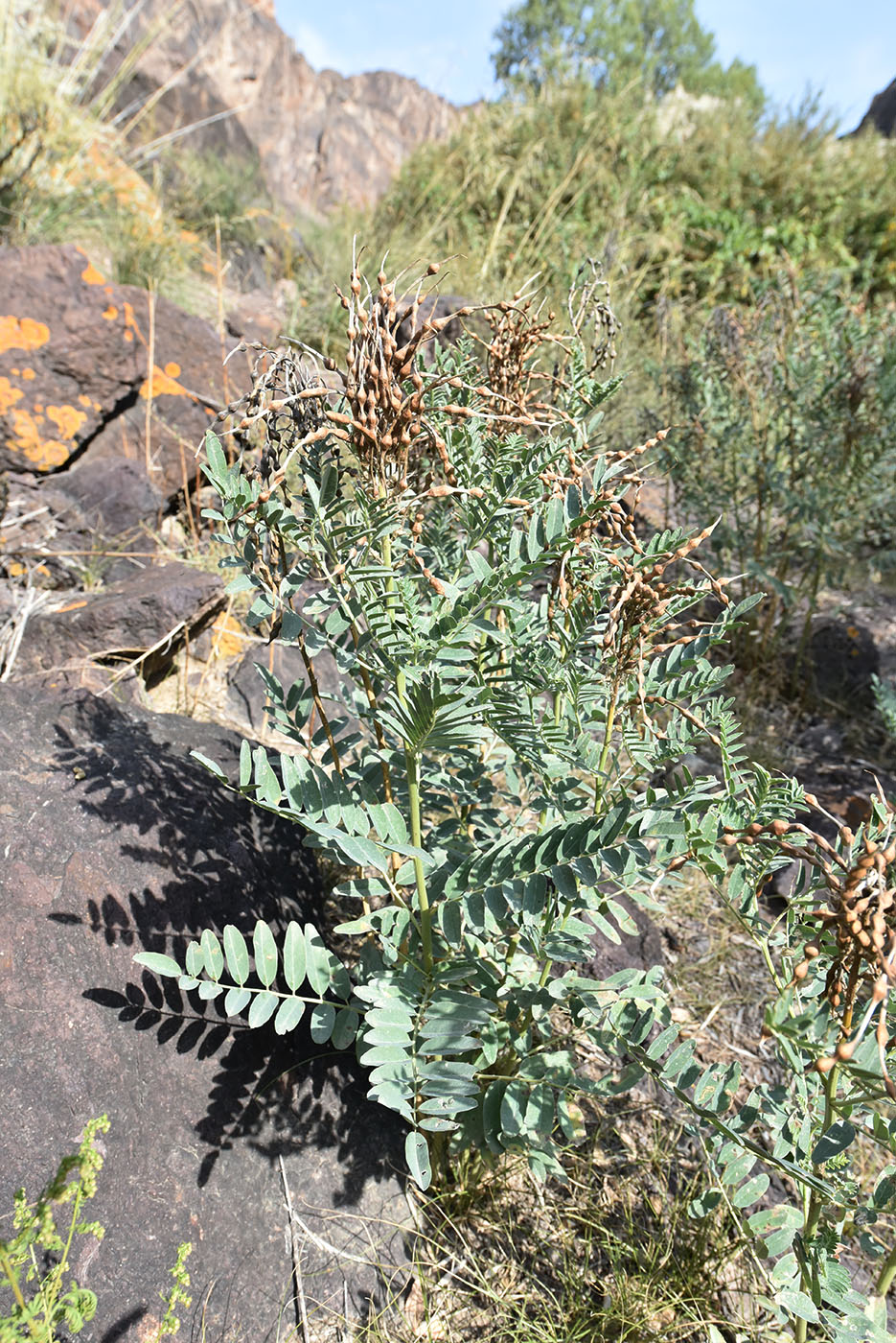 Изображение особи Pseudosophora alopecuroides.