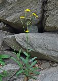 Sonchus arvensis