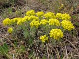 Alyssum lenense. Цветущее растение. Казахстан, Карагандинская обл., Осакаровский р-н; горы Ерментау (Ерейментау), гора Акдым (Акдин), петрофитная степь. 07.05.2012.