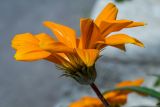 Gazania × hybrida. Соцветие. Израиль, г. Иерусалим, ботанический сад университета. 01.05.2019.