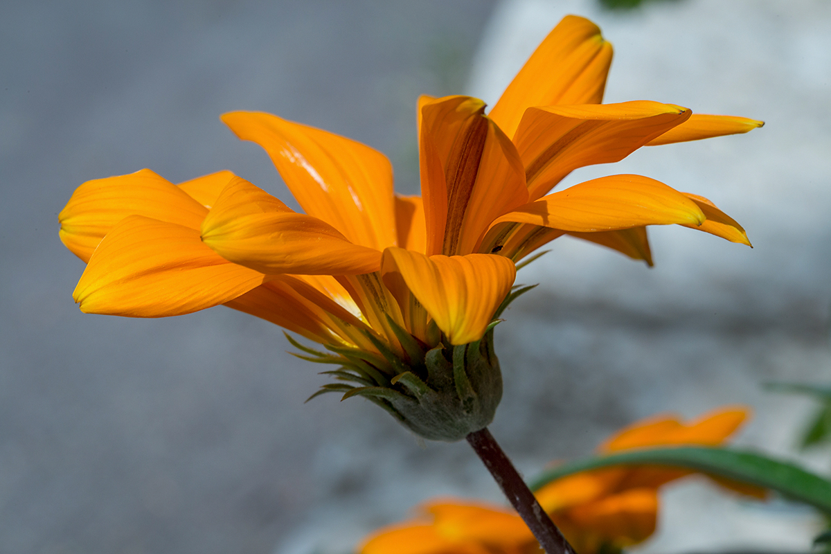 Image of Gazania × hybrida specimen.