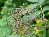 Sambucus racemosa
