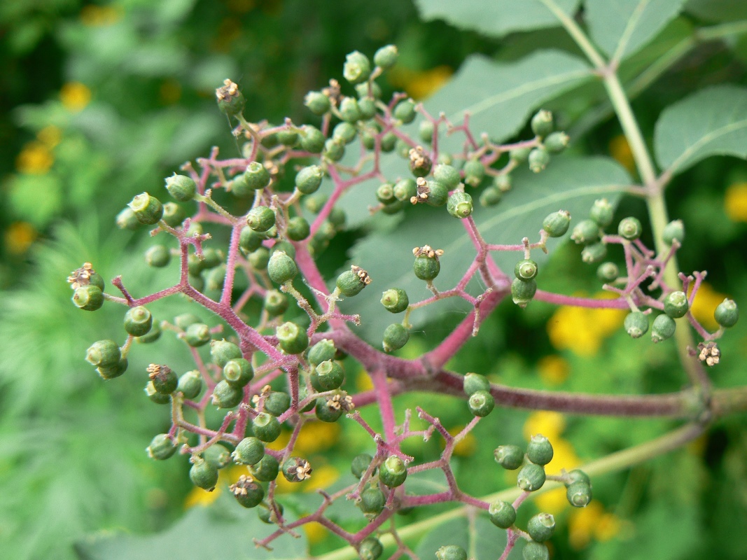 Image of Sambucus racemosa specimen.