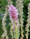 genus Myricaria