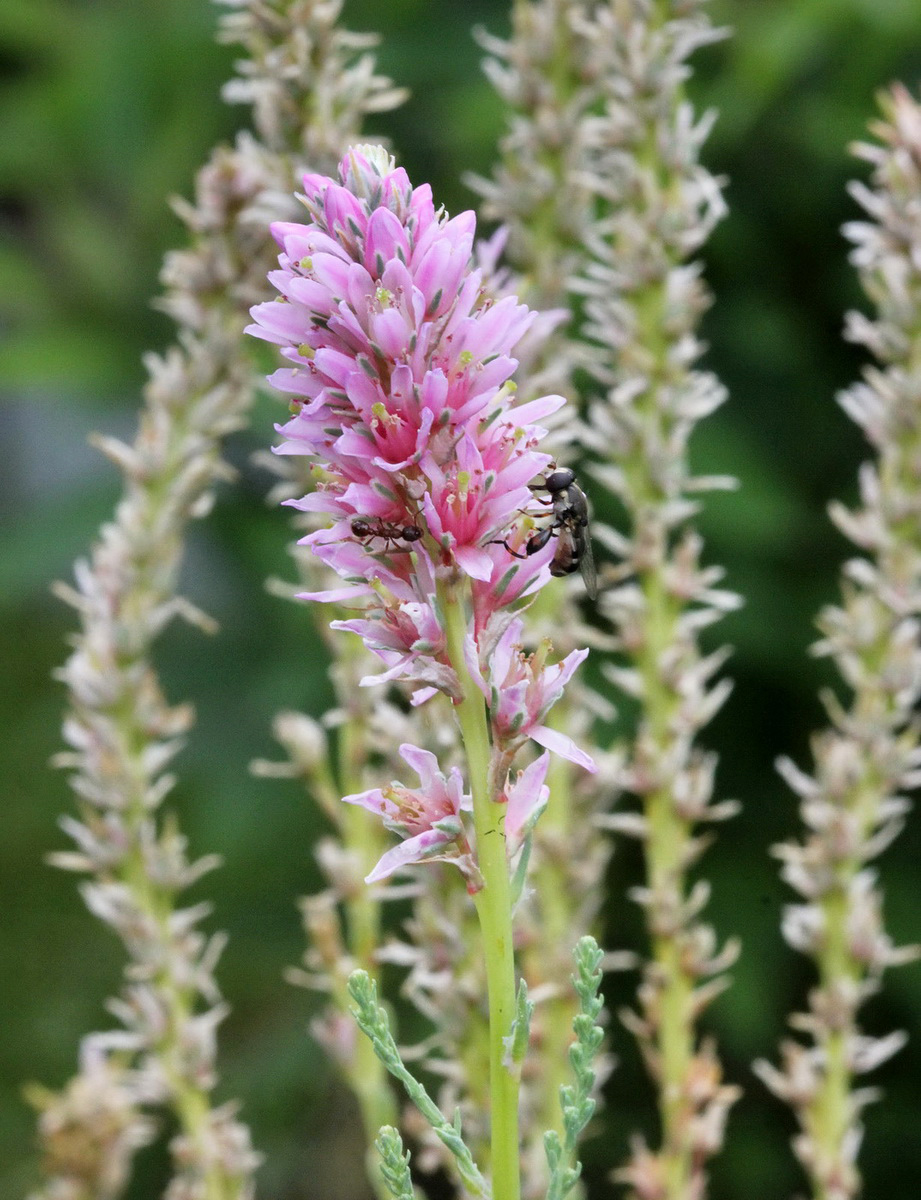 Image of genus Myricaria specimen.