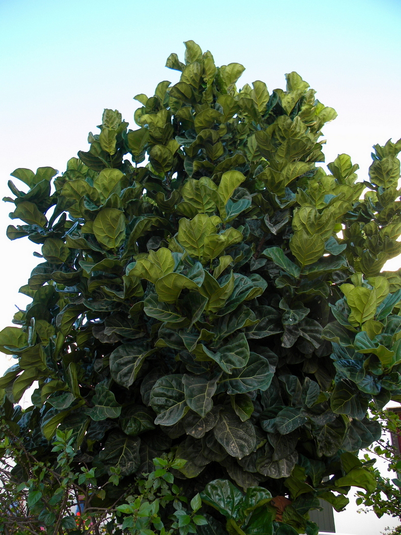 Image of Ficus lyrata specimen.