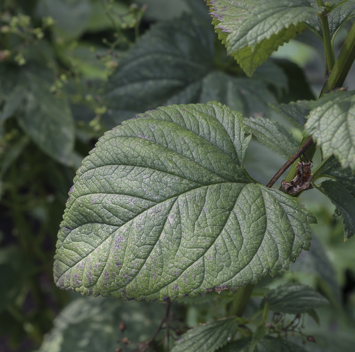 Изображение особи Scrophularia nodosa.