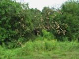 Agrostis gigantea