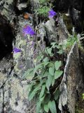 genus Campanula