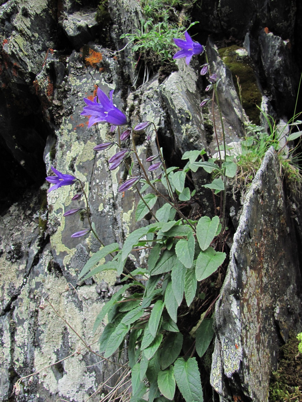 Image of genus Campanula specimen.