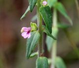 Odontites vulgaris. Часть побега с цветком и листьями. Московская обл., Одинцовский р-н, окр. г. Кубинка, окр. водохранилища Трасна, обочина бетонной дороги, глинистая почва. 30.07.2021.