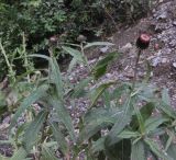 Cirsium serratuloides