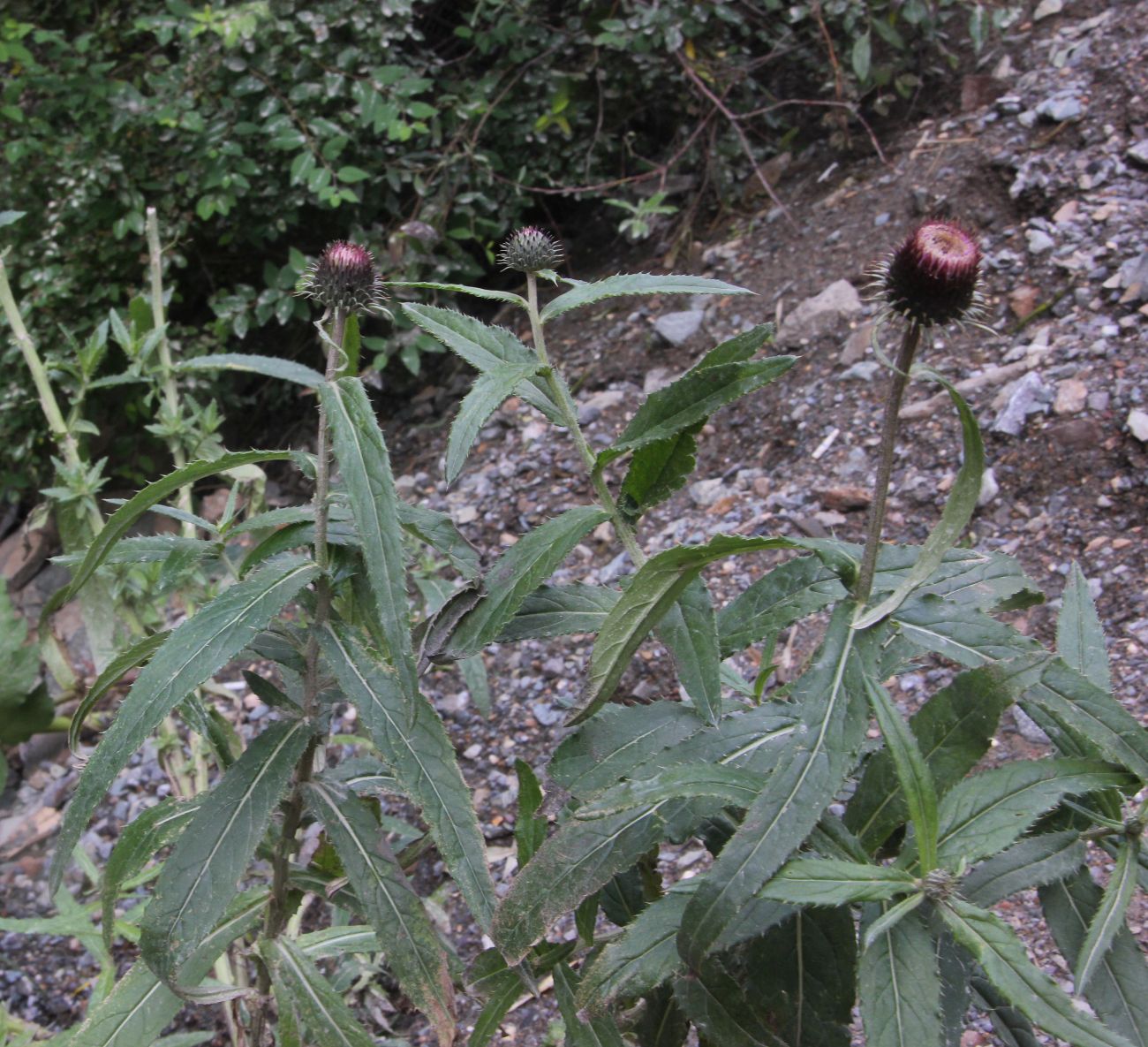Image of Cirsium serratuloides specimen.