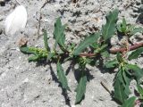 Oxybasis glauca