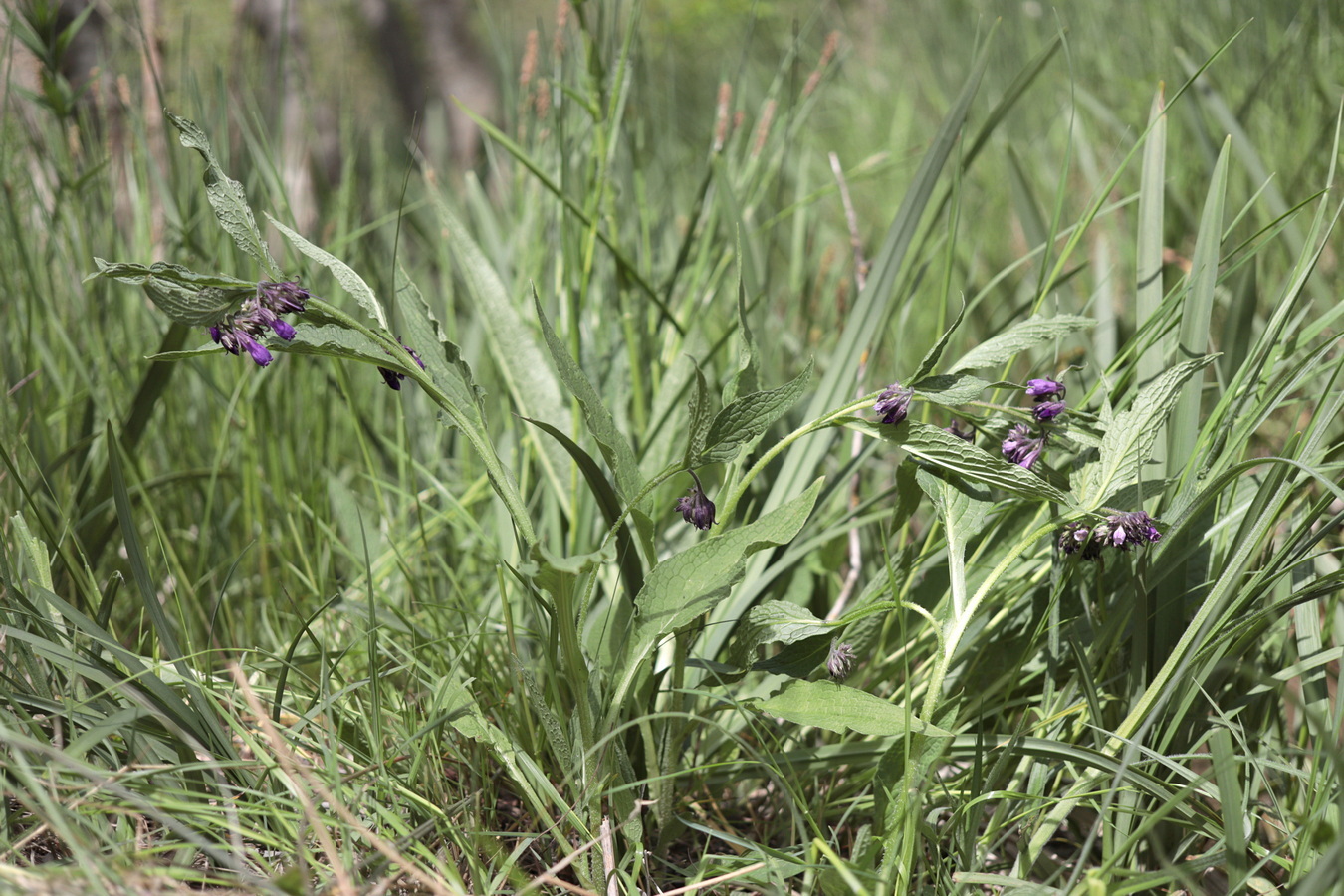 Изображение особи Symphytum officinale.