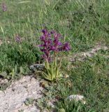 Anacamptis papilionacea subspecies schirwanica. Цветущее растение. Израиль, Иудейские горы, округ Гуш Эцион, верхняя часть склона к долине нахаль Нееманим. 04.04.2022.