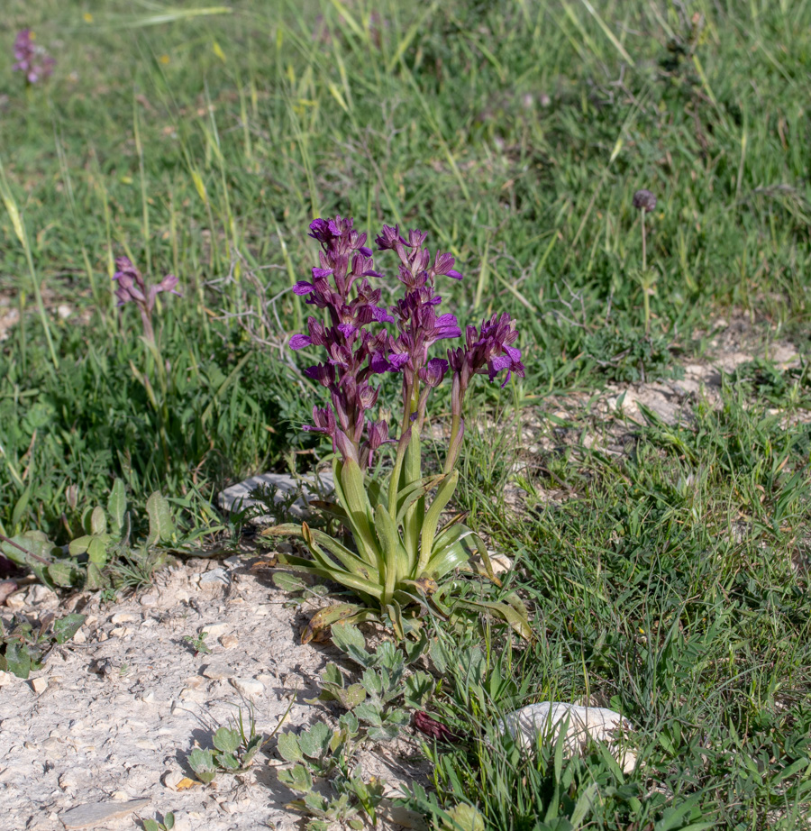 Image of Anacamptis papilionacea ssp. schirwanica specimen.