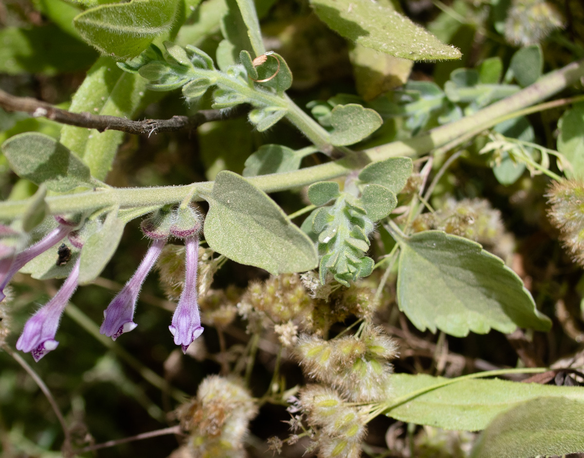 Image of Scutellaria brevibracteata specimen.