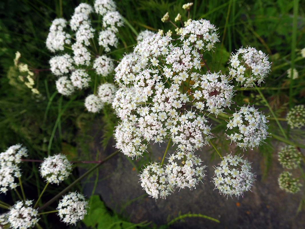 Image of Cicuta virosa specimen.